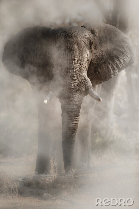 Poster Foto eines Elefanten in Staubwolke