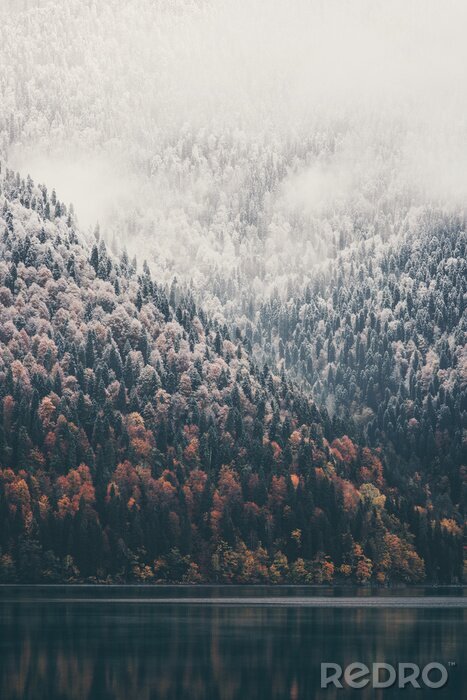 Poster Foto eines mit Schnee bedeckten Waldes