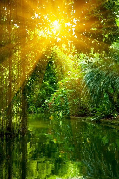 Poster Foto eines tropischen Waldes