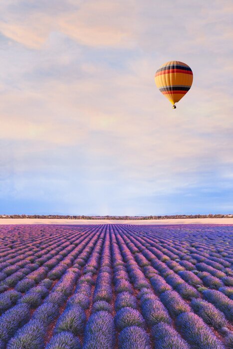 Poster Foto mit Ballon über Lavendel