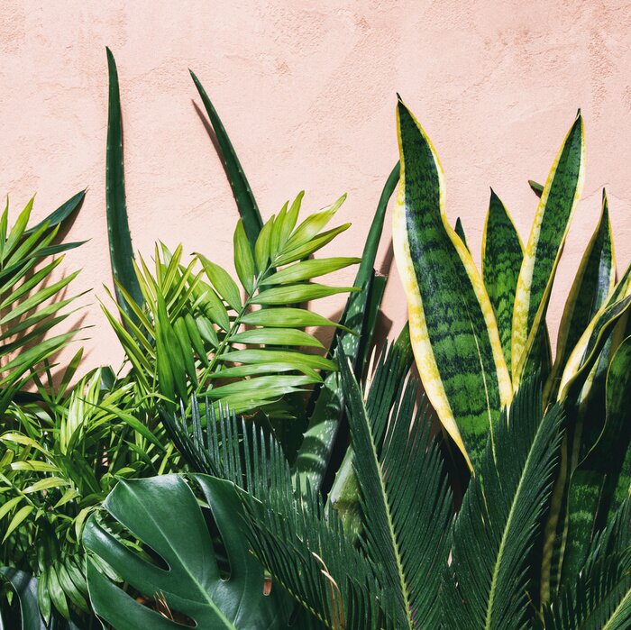 Poster Foto verschiedener Blätter