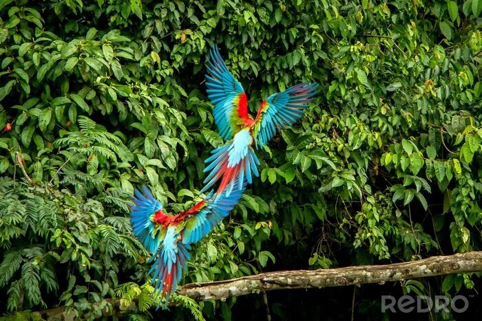 Poster Foto von fliegenden Papageien