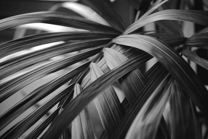 Poster Foto von tropischen Blättern