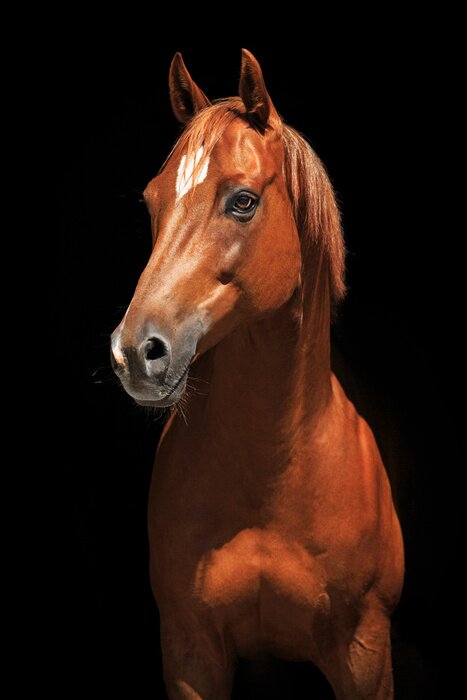 Poster Fotografie eines Kastanienpferdes