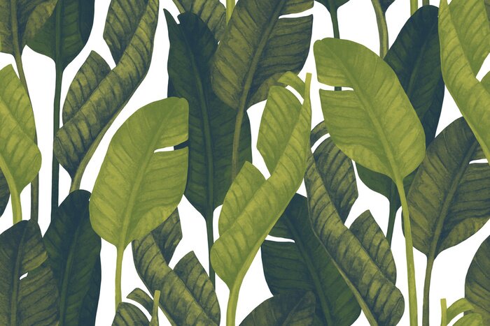 Poster Fresh green banana leaves on white background. Tropical greenery seamless pattern
