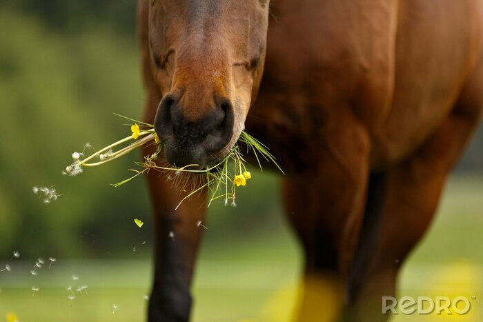 Poster Fressendes Pferd auf einer Wiese