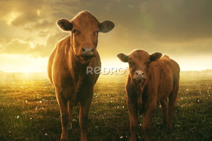 Poster Freundliche Kühe für Kinder