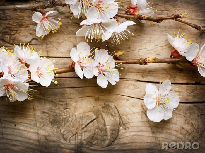 Poster Frische Frühlingszweige von Blumen