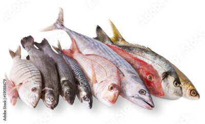 Poster Frischer Fisch auf weißem Hintergrund