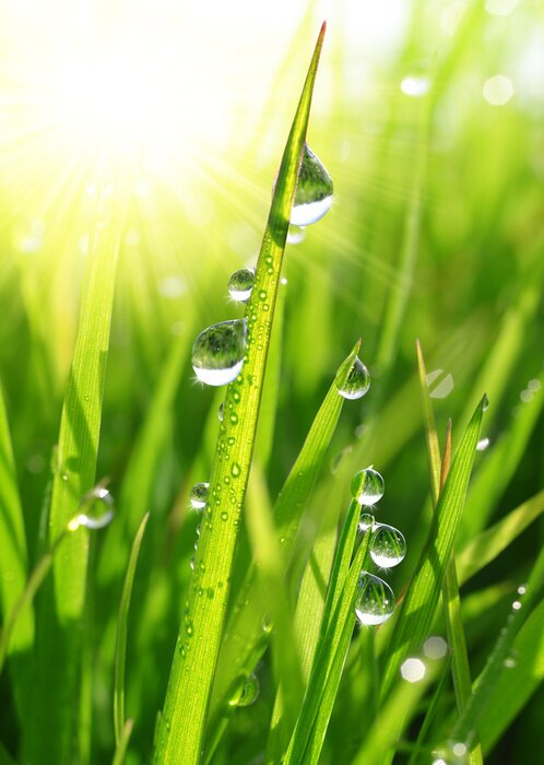 Poster Frisches Gras mit Tautropfen close up