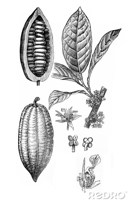 Poster Früchte und Blätter des Kakaobaumes botanische Skizze