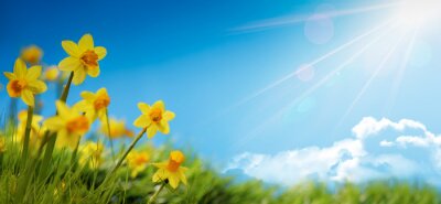 Poster Frühling auf der Naturwiese in der Sonne