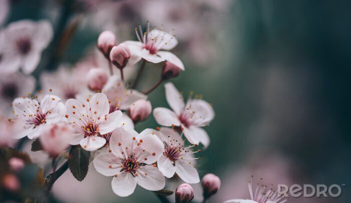 Poster Frühling Blumen auf dem Zweig