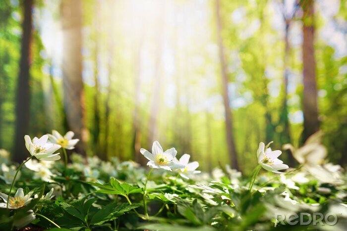 Poster Frühling im Wald im Sonnenschein