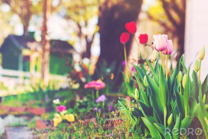Poster Frühling in einem Garten voller Blumen