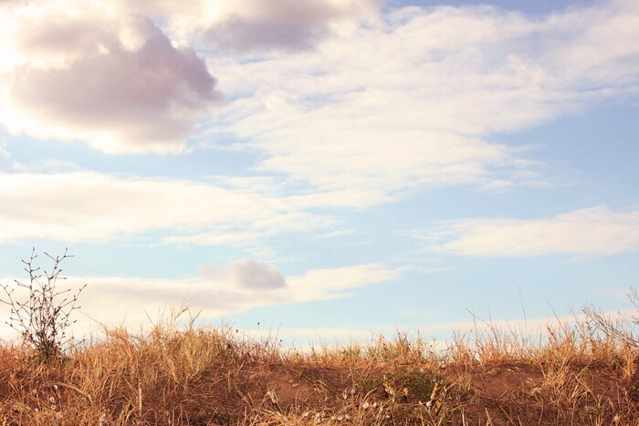Poster Frühling Wiese Landschaft