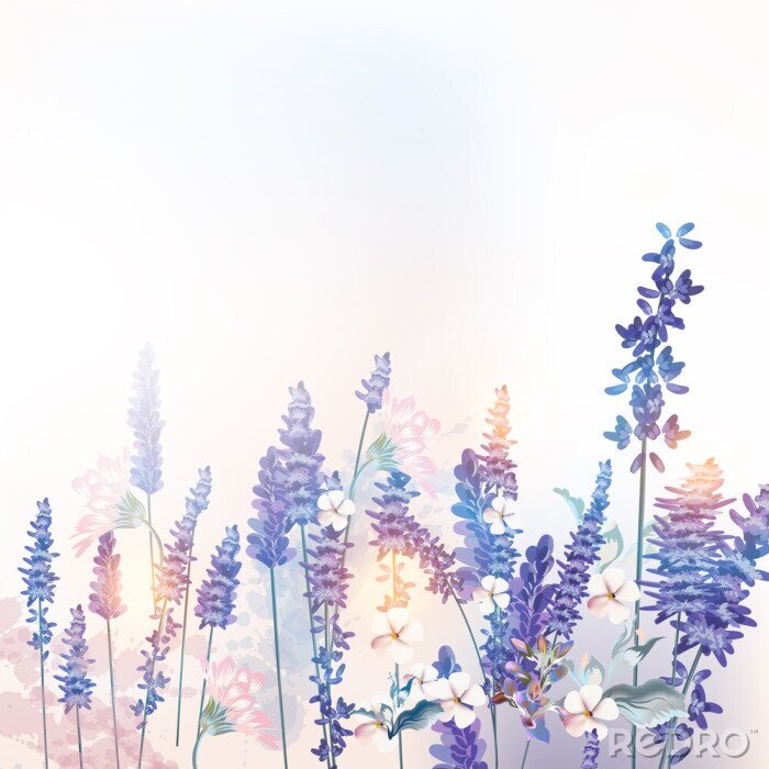 Poster Frühlings-Lavendelwiese