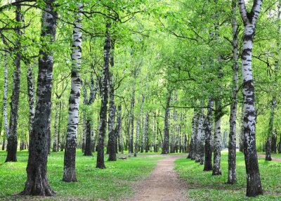 Frühlingsbirken in der Nähe des Weges