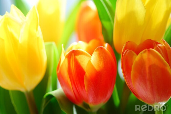 Poster Frühlingsblumen in verschiedenen Farben