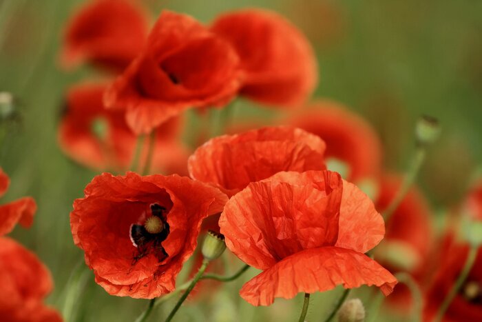 Poster Frühlingsblumen mit roten Blütenblättern