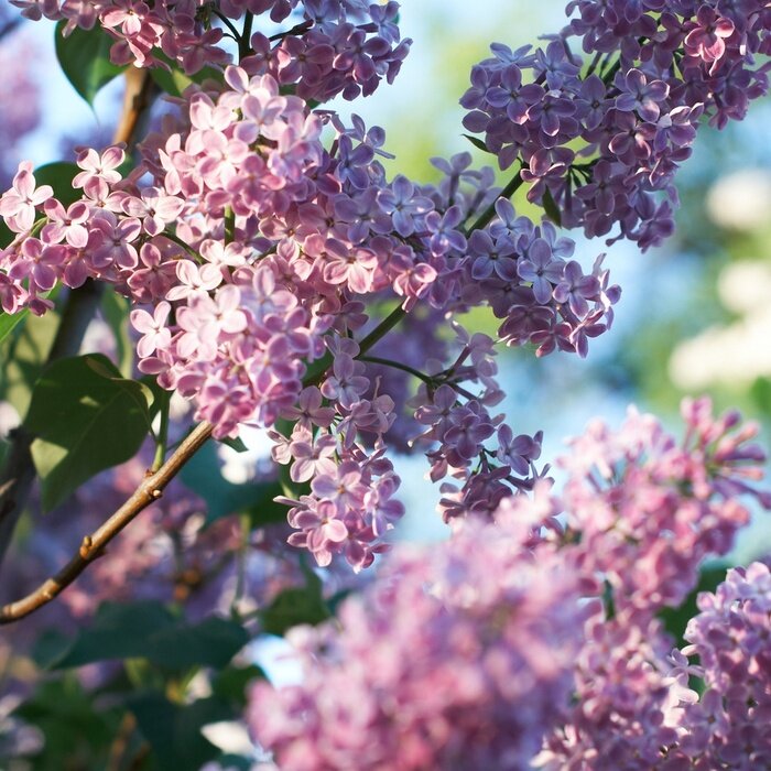 Poster Frühlingsflieder als Natur