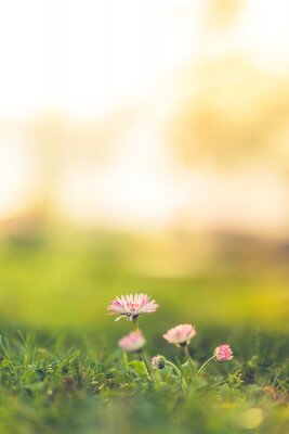 Poster Frühlingswiese mit Gänseblümchen