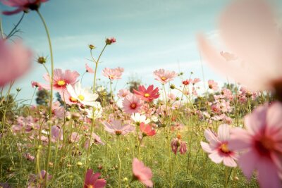 Poster Frühlingswiese mit rosa Blüten