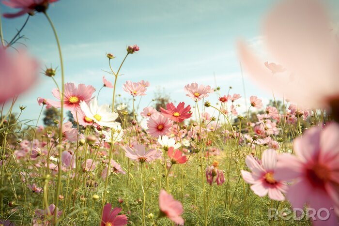 Poster Frühlingswiese mit rosa Blüten