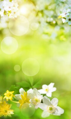 Poster Frühlingswiese mit weißen Blumen