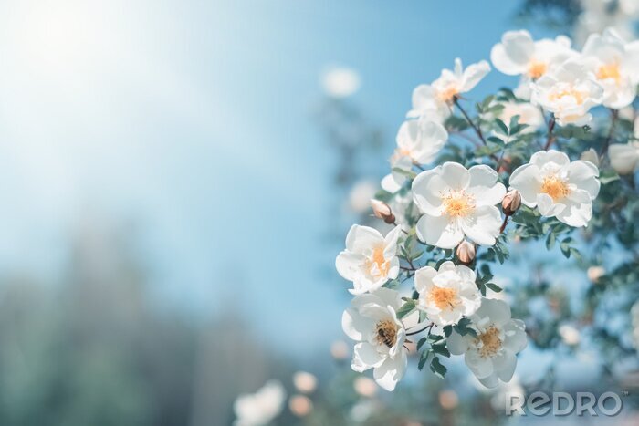 Poster Frühlingszweig mit weißen Blüten