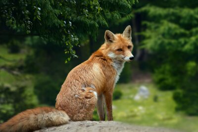 Fuchs auf einem Felsen sitzend