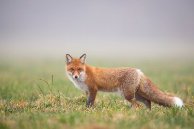 Fuchs auf verschwommenem, grünem Hintergrund