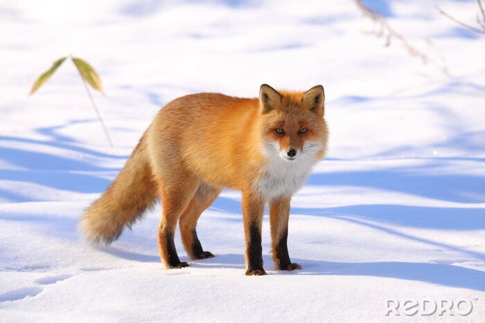 Poster Fuchs im Winter im Schnee