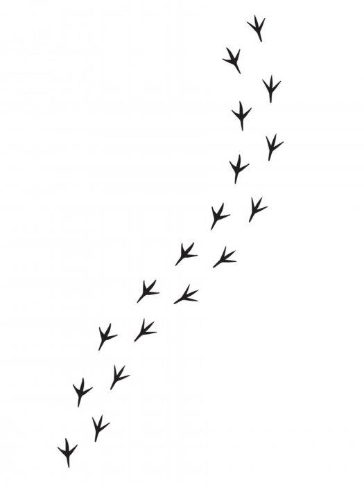 Poster Fußabdruck eines kleinen Vogels