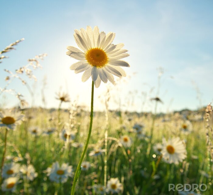 Poster Gänseblümchen auf der Lichtung
