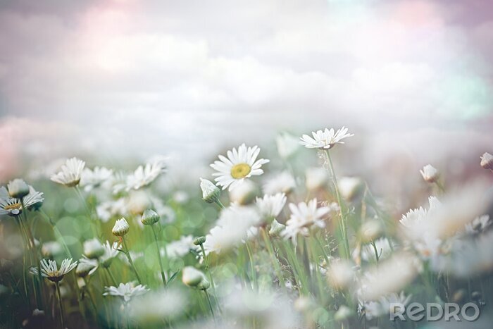 Poster Gänseblümchen mit Wolken im Hintergrund