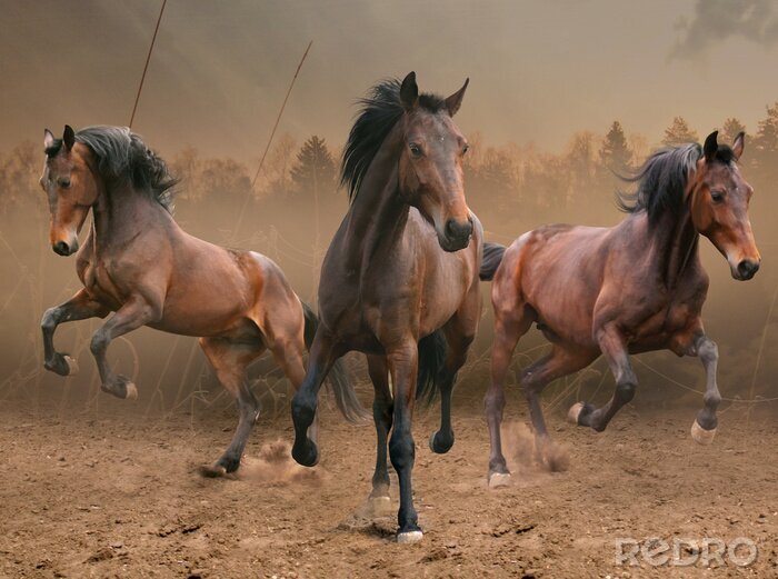 Poster Galoppierende Pferde im Nebel