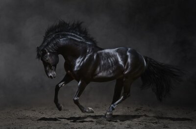 Galoppierendes schwarzes Pferd
