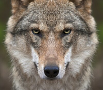 Poster Gefährlicher Wolf