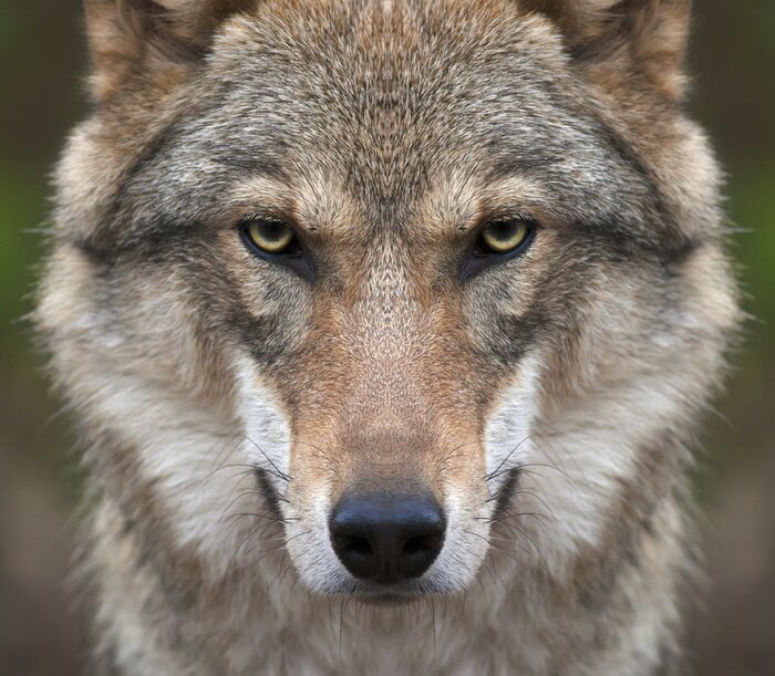 Poster Gefährlicher Wolf