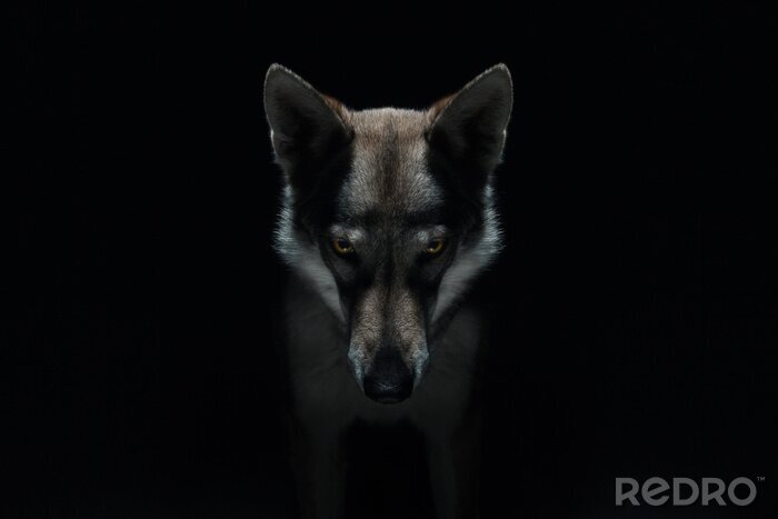 Poster Gefährlicher Wolf auf dunklem Hintergrund