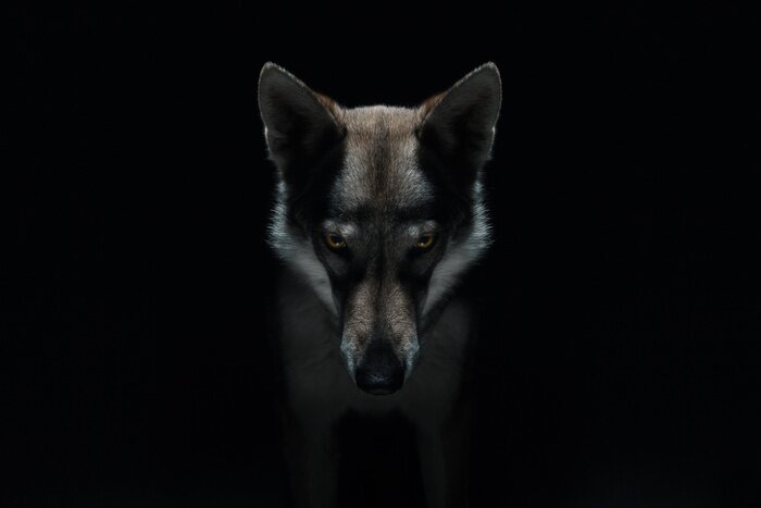 Poster Gefährlicher Wolf auf dunklem Hintergrund