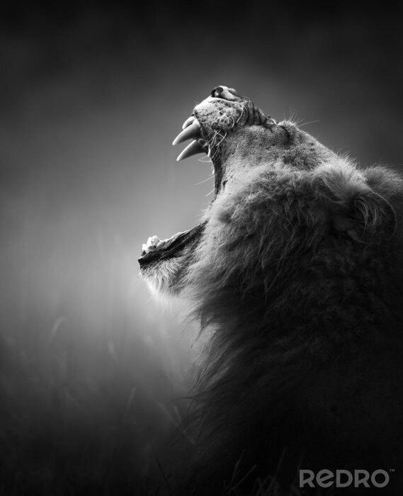 Poster Gefährliches Tier