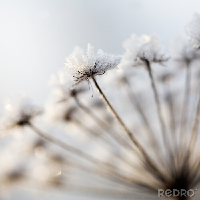 Poster Gefrorene Blumen