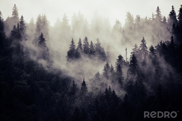 Poster Geheimnisvoller Tannenwald