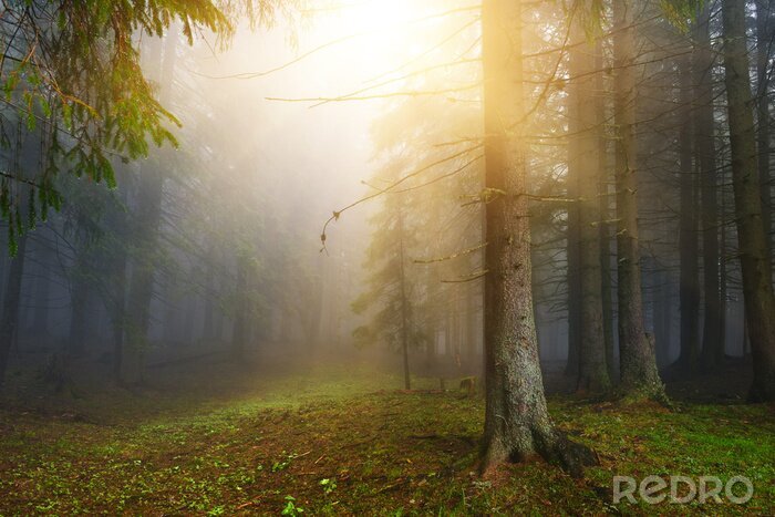 Poster Geheimnisvoller Wald im Sonnenschein