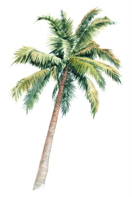 Poster Gekrümmte Palme auf weißem Hintergrund Illustration