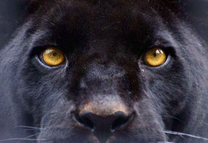 Poster Gelbe Augen des Schwarzen Panthers