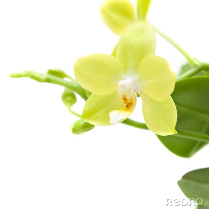 Poster Gelbe Blume aus Nähe