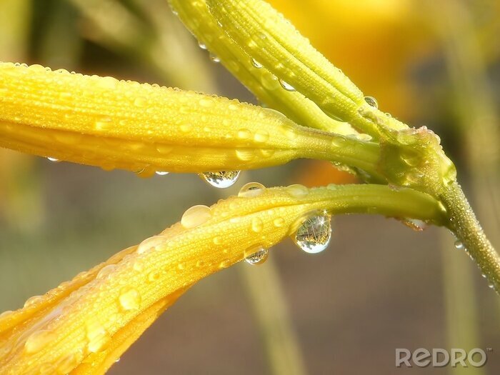 Poster Gelbe Blume mit Wassertropfen